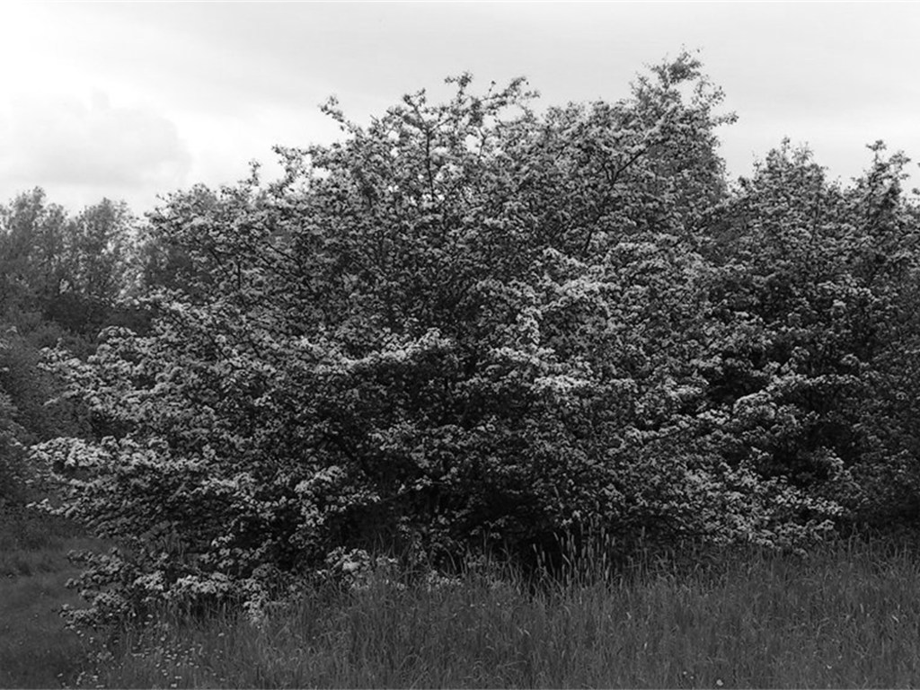 Mistleton, Chapter 1